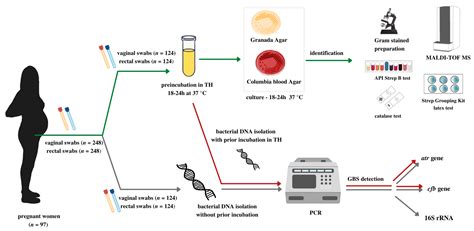 Screening and Testing for GBS