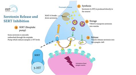 Sertraline mechanism of action