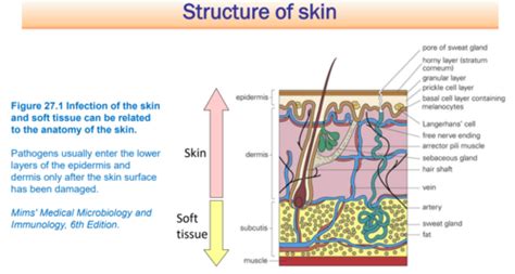 Skin and Soft Tissue Infections