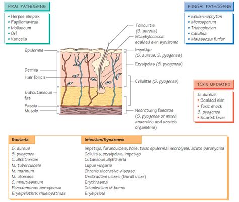 Skin and Soft Tissue Infections
