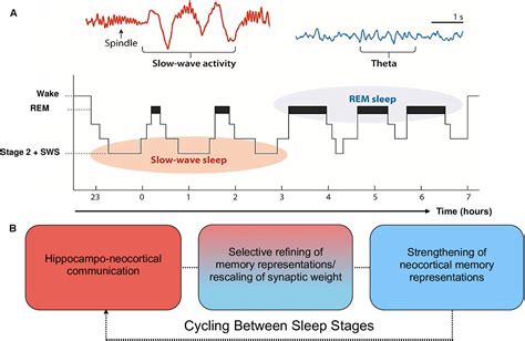 Sleep and Memory Consolidation