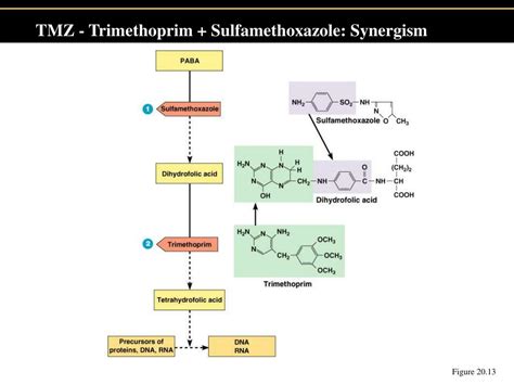 Smz Tmp Mechanism