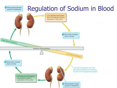 Sodium Blood Level Regulation