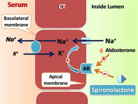 Working Mechanism of Spironolactone 25mg
