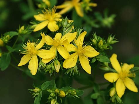 St. John's Wort plant