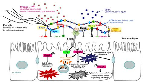 Steps involved in H. pylori antigen detection