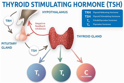 TSH Disorders