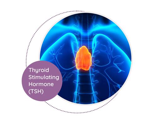 TSH Test and Thyroid Disorders
