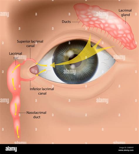Tear Duct Anatomy