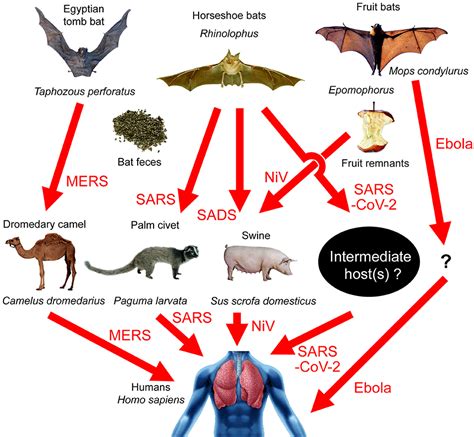 The Role of Bats and Animal Hosts