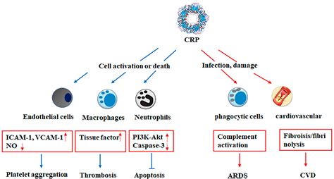 The Role of CRP in Disease Diagnosis