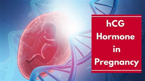 The Role of hCG in Pregnancy