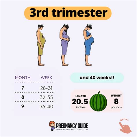 Third Trimester Pregnancy Week 31