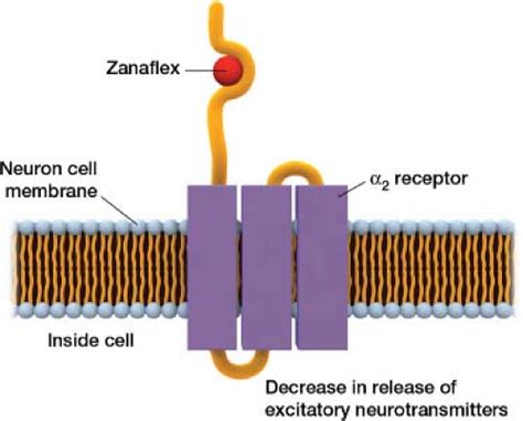 Tizanidine Effect On Neurotransmitters