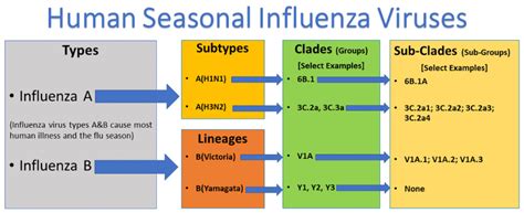 Treatment and Management of Type A Flu Virus