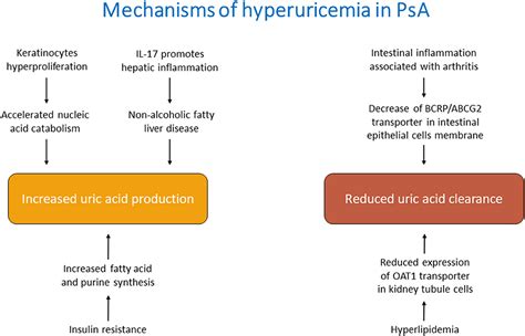 Treatment and Management of Uric Acid-Related Conditions
