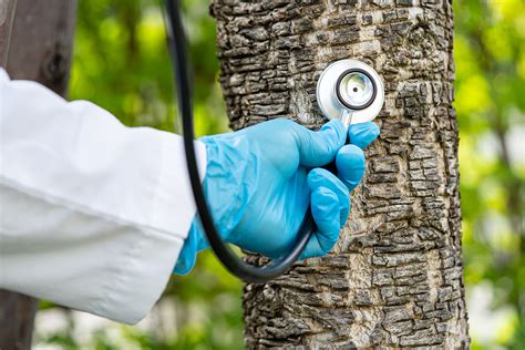 Tree Doctor