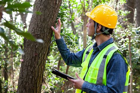 Tree Health