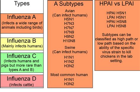 Type A Flu Subtypes