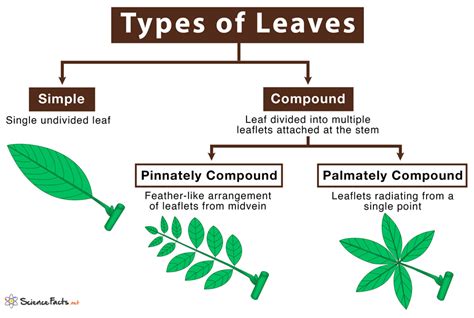 Types of Leave