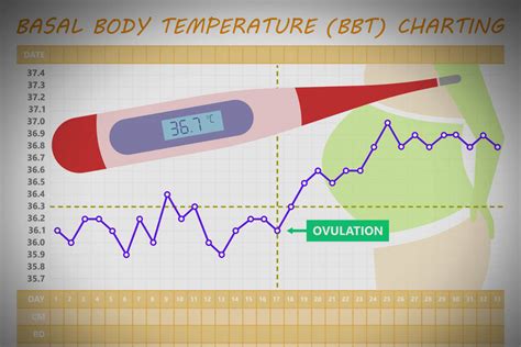 Understanding Basal Body Temperature