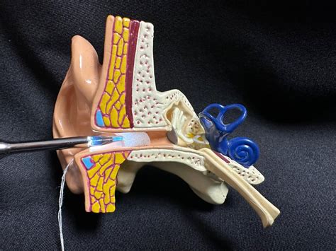 Understanding Eustachian Tube Function