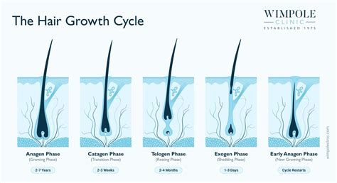 Understanding Hair Loss