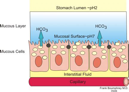 Understanding Mucus Production