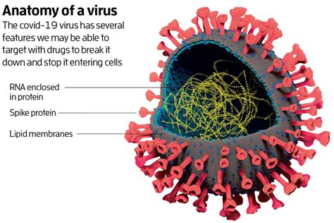 Understanding New Viruses