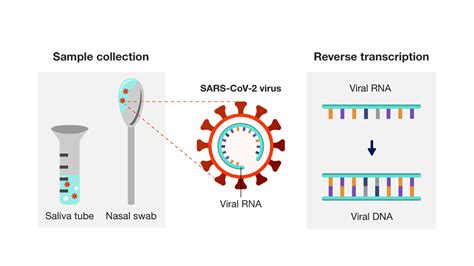 Understanding PCR Tests