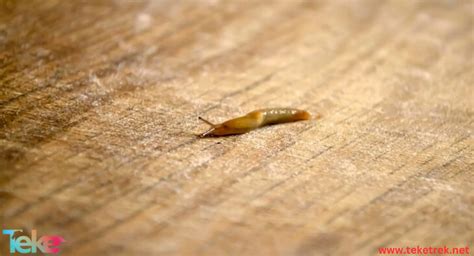 Understanding Pinworms