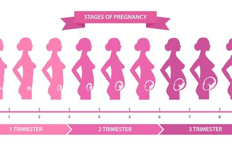 Understanding Pregnancy Stages