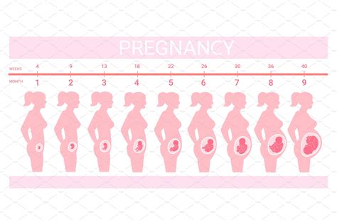 Understanding Pregnancy Stages