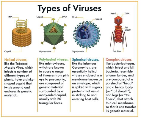 Understanding Viruses