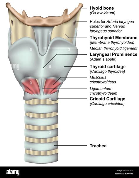 Understanding the Anatomy of the Throat