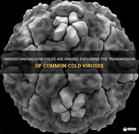 Understanding the Common Cold
