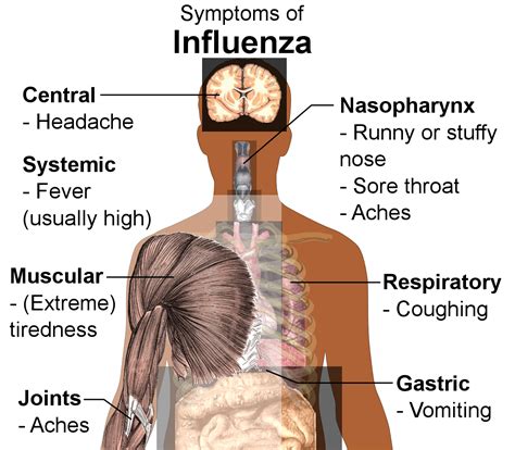 Understanding the Flu
