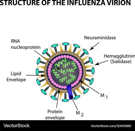 Understanding the Flu Virus