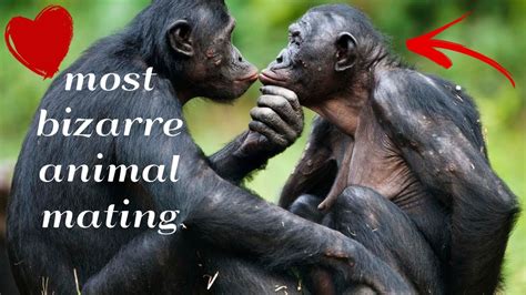 Unique Mating Habits