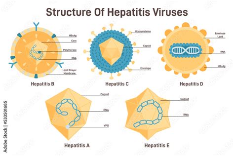 Viral Hepatitis