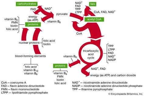 Vitamin B1 Energy Production