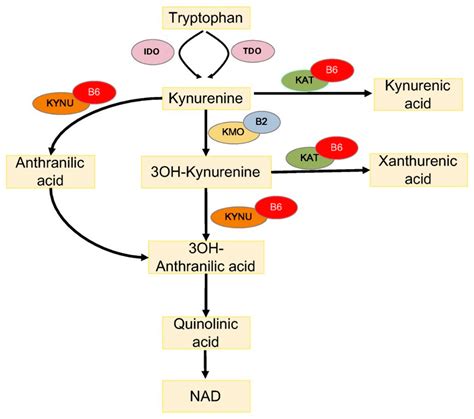 Vitamin B6 Working Mechanism