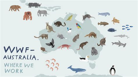 WWF's Work in Different Regions