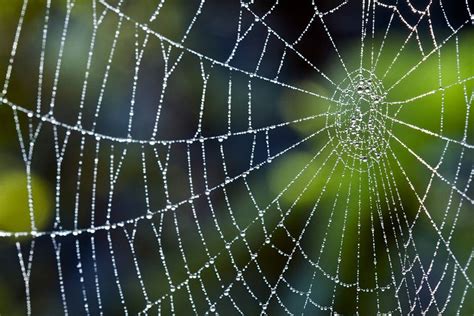 Web-Spinning Behavior