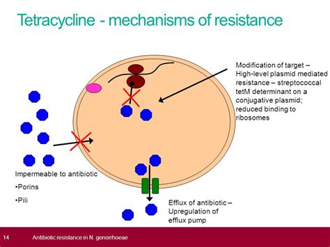 Working Mechanism of Antibiotics