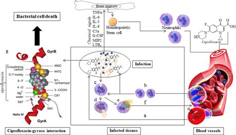 Working Mechanism of Ciprofloxacin