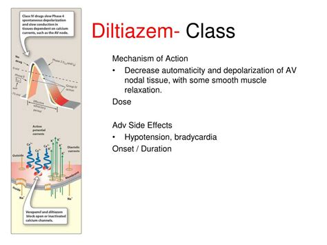 Working Mechanism of Diltiazem