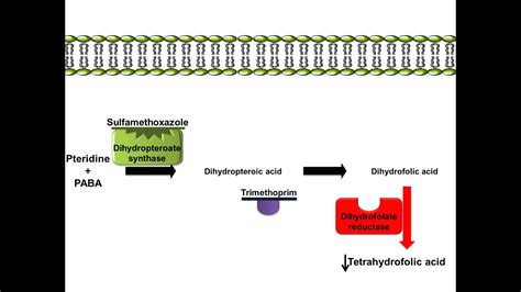 Working Mechanism of Sulfamethoxazole Trimethoprim