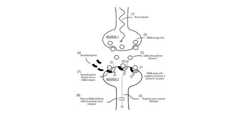 Brain with GABA receptors