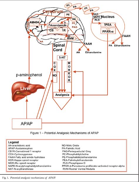 Working Mechanism of Acetaminophen